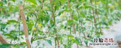 种植黄瓜的技术和方法作文 种植黄瓜的技术和方法