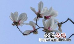 玉兰开花在什么时候开花 玉兰开花顺序