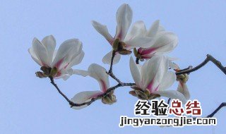 玉兰开花在什么时候开花 玉兰开花顺序