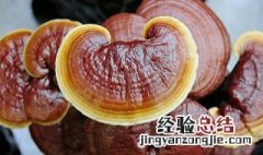 灵芝孢子粉的功效与作用和主治 灵芝孢子粉的功效与作用