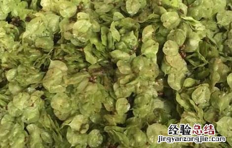 榆钱饭的功效及做法 榆钱饭的功效及做法视频