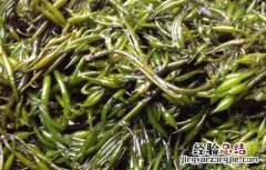 羊栖菜的家常做法大全 羊栖菜怎么做好吃