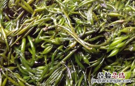 羊栖菜的家常做法大全 羊栖菜怎么做好吃