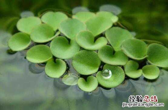 浮萍的功效与作用及禁忌有哪些 浮萍的功效与作用及禁忌有哪些药