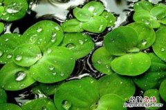 浮萍的功效与作用及禁忌有哪些 浮萍的功效与作用及禁忌有哪些药