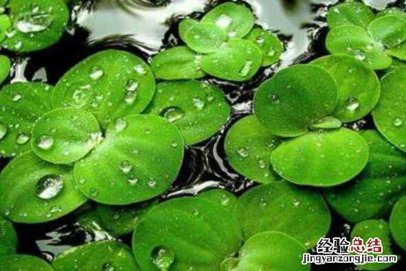 浮萍的功效与作用及禁忌有哪些 浮萍的功效与作用及禁忌有哪些药
