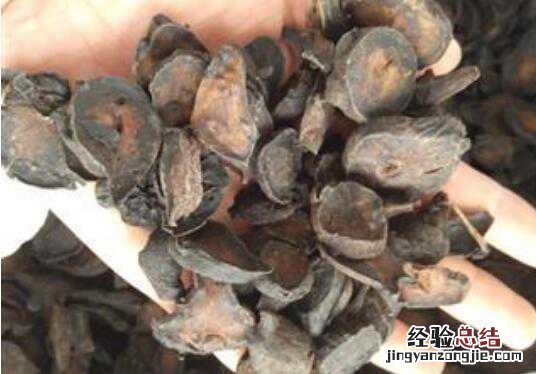 熟附子的功效与作用及副作用 熟附子的功效和作用