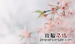 樱花能美白吗? 樱花能美白吗