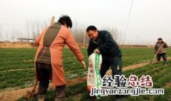复合肥能抛洒在地面上施肥吗? 复合肥能抛洒在地面上施肥吗