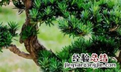 罗汉松什么季节换盆 罗汉松什么季节换盆换土