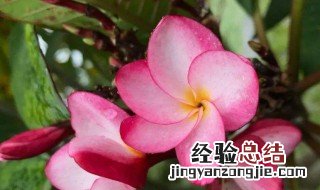 姜荷花不挖出来可以吗 姜荷花种球的种植方法