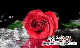 形容花的幽默句子 形容花的幽默唯美句子