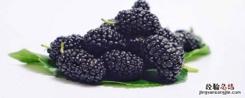 黑莓种植方法和时间 黑莓的种植方法和技术