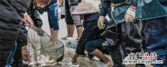 查干湖捕鱼怎么下网的 查干湖捕鱼网在水底怎么散开