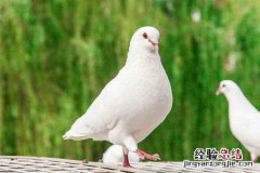 肉鸽养殖 肉鸽怎么养殖