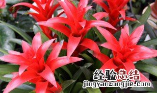 鸿运当头用什么土养 鸿运当头适合什么土
