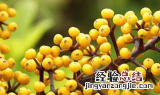 柴果的作用与功效 柴果的作用与功效禁忌