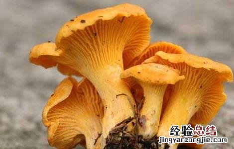 鸡油菌的家常做法大全 鸡油菌的家常做法大全图片