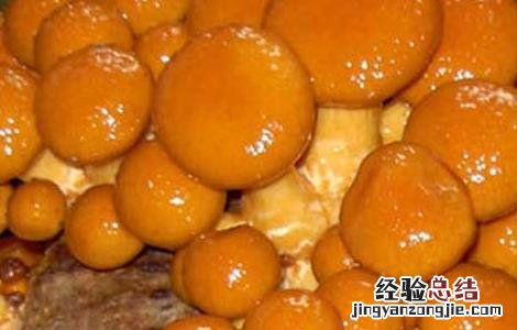 滑子菇的家常做法大全 干货滑子菇的家常做法