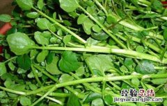豆瓣菜的家常做法大全简单 豆瓣菜的家常做法大全