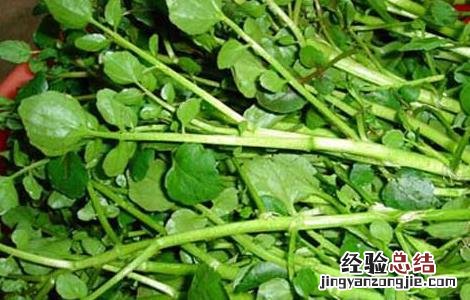 豆瓣菜的家常做法大全简单 豆瓣菜的家常做法大全