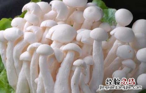 白玉菇的家常做法大全 白玉菇的家常做法大全视频