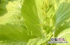 干白菜苔的做法大全 白菜苔的家常做法大全
