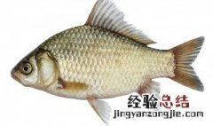 3两鲫鱼用多大钩 进来看看