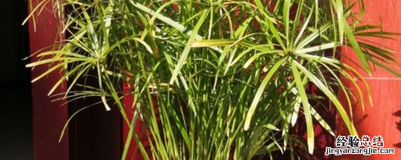 旱伞草种植方法和时间 旱伞草开花后怎么管理