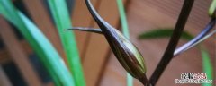 寒兰种植与养护要求 寒兰种植方法和时间