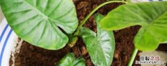 海芋花种植方法和时间 海芋栽培要点