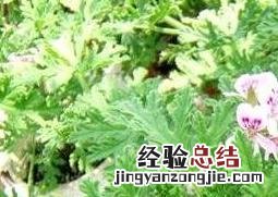 驱蚊香草的作用和副作用 香草有驱蚊功效吗