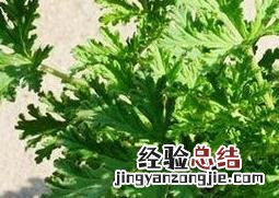 驱蚊草的养殖方法和注意事项 驱蚊草的养殖方法和注意事项有哪些