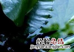 萍蓬草图片 萍蓬草图片大全