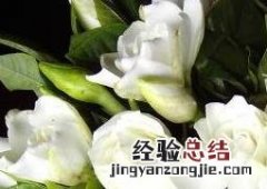 栀子花如何养 栀子花如何养植