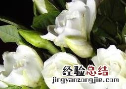 栀子花如何养 栀子花如何养植