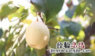 菜园里可以种梨树吗 果园里栽的梨树