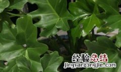 春羽几年长龙鳞 春羽几年长龙鳞了