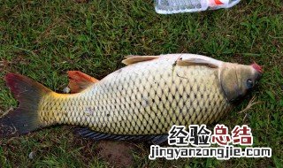 如何分辨野生鲤鱼 如何分辨野生鲤鱼真假