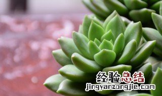 多肉上盆后多久浇第一次水合适 多肉上盆后多久浇第一次水