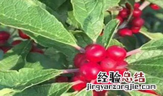 家里为什么不种冬青 家里为什么不种冬青呢