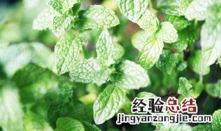 薄荷的花是怎样围花冠开的 薄荷花怎么养才能枝叶繁茂