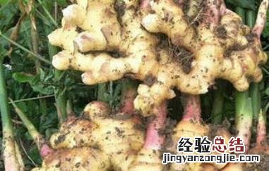 山竹子根的功效与作用 山竹根有什么功效
