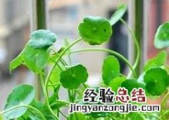 铜钱草如何繁殖快 铜钱草如何繁殖