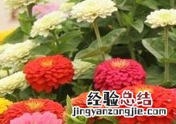 重瓣百日草如何育种 重瓣百日草如何育种