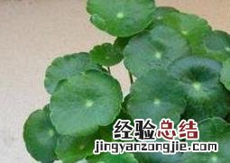 铜钱草的功效与作用有哪些图片 铜钱草的功效与作用有哪些
