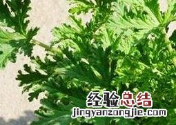 驱蚊草怎样种植 驱蚊草应如何种植