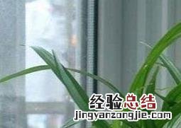 珍珠吊兰的养殖方法和注意事项 珍珠吊兰水里的养殖方法