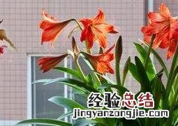 冬天养朱顶红 朱顶红的冬眠养殖方法