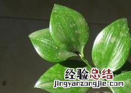 圆叶竹柏的养殖方法 圆叶竹柏的养殖方法和技术